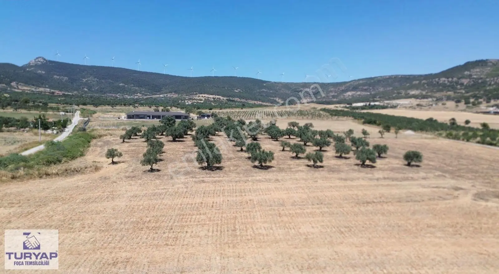 Turyap'tan Kocamehmetlerde Tek Tapu Yola Cephe Satılık Zeytinlik - Görsel 3