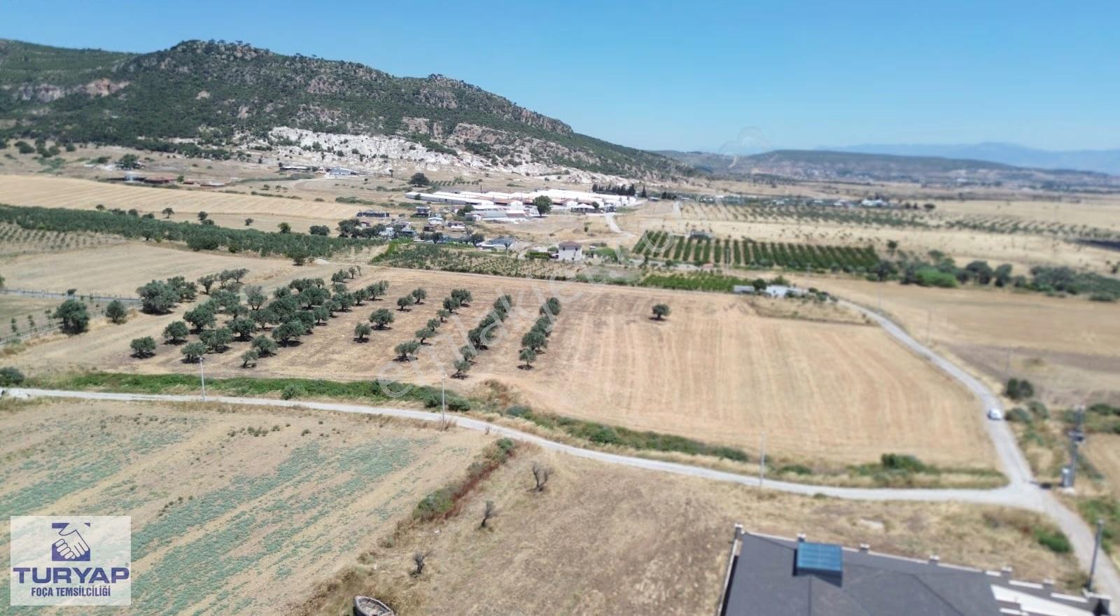 Turyap'tan Kocamehmetlerde Tek Tapu Yola Cephe Satılık Zeytinlik - Görsel 2