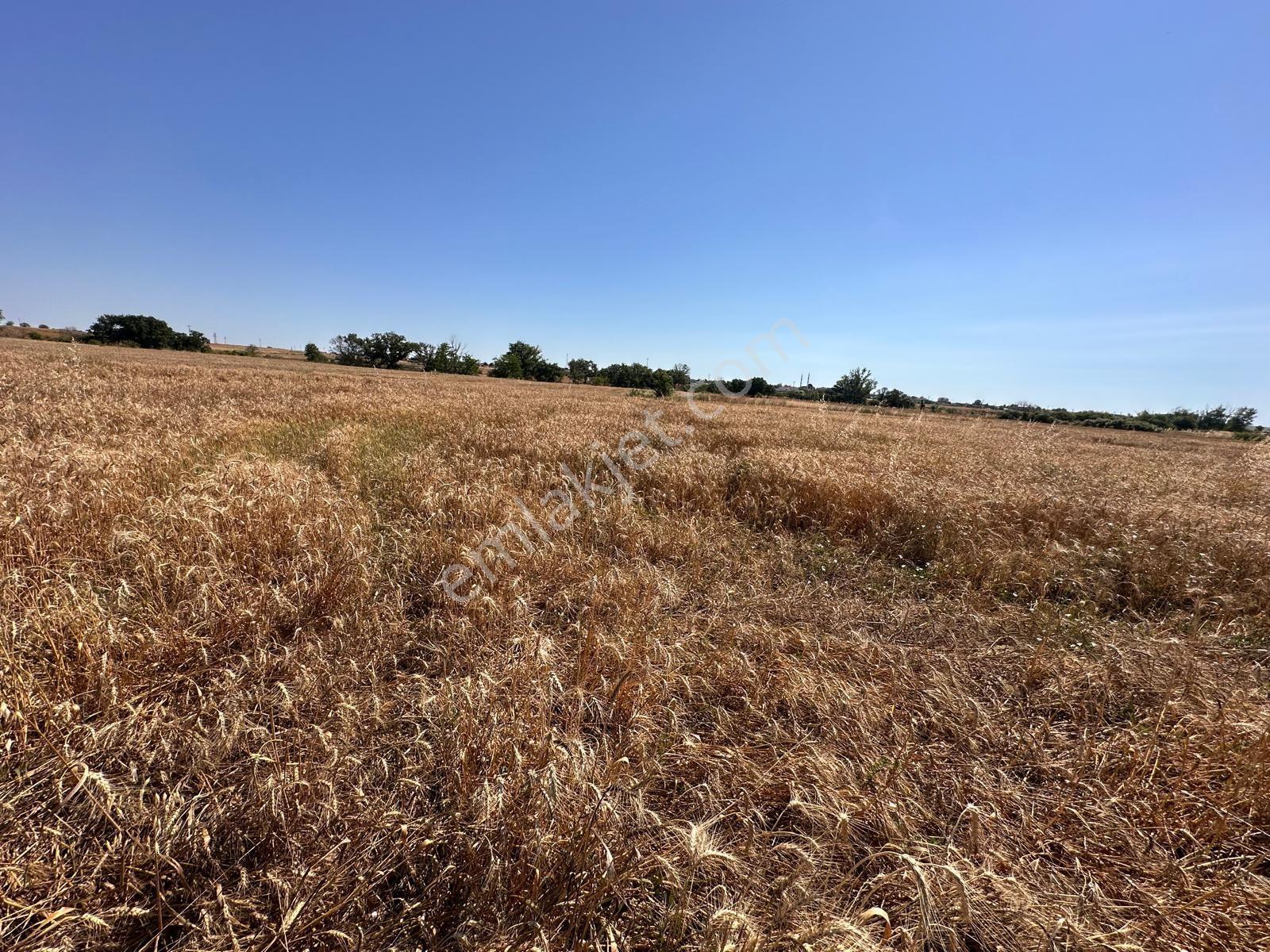 Tekirdağ Malkara Kozyörük'de Satılık Tarla - Görsel 8