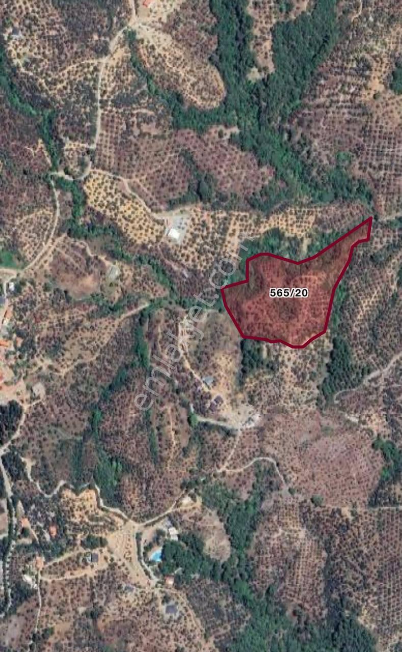 Yatırım Fırsatı ! Edremit Çamlıbel'de 28 Dönüm Satılık Zeytinlik - Görsel 8