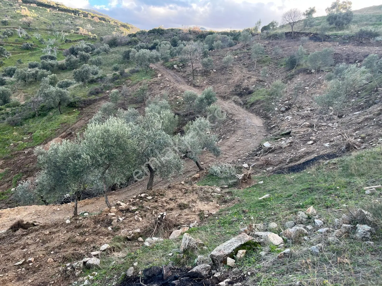 Aydın/yenipazar' Da Satılık Kupon Zeytin Bahçesi - Görsel 3