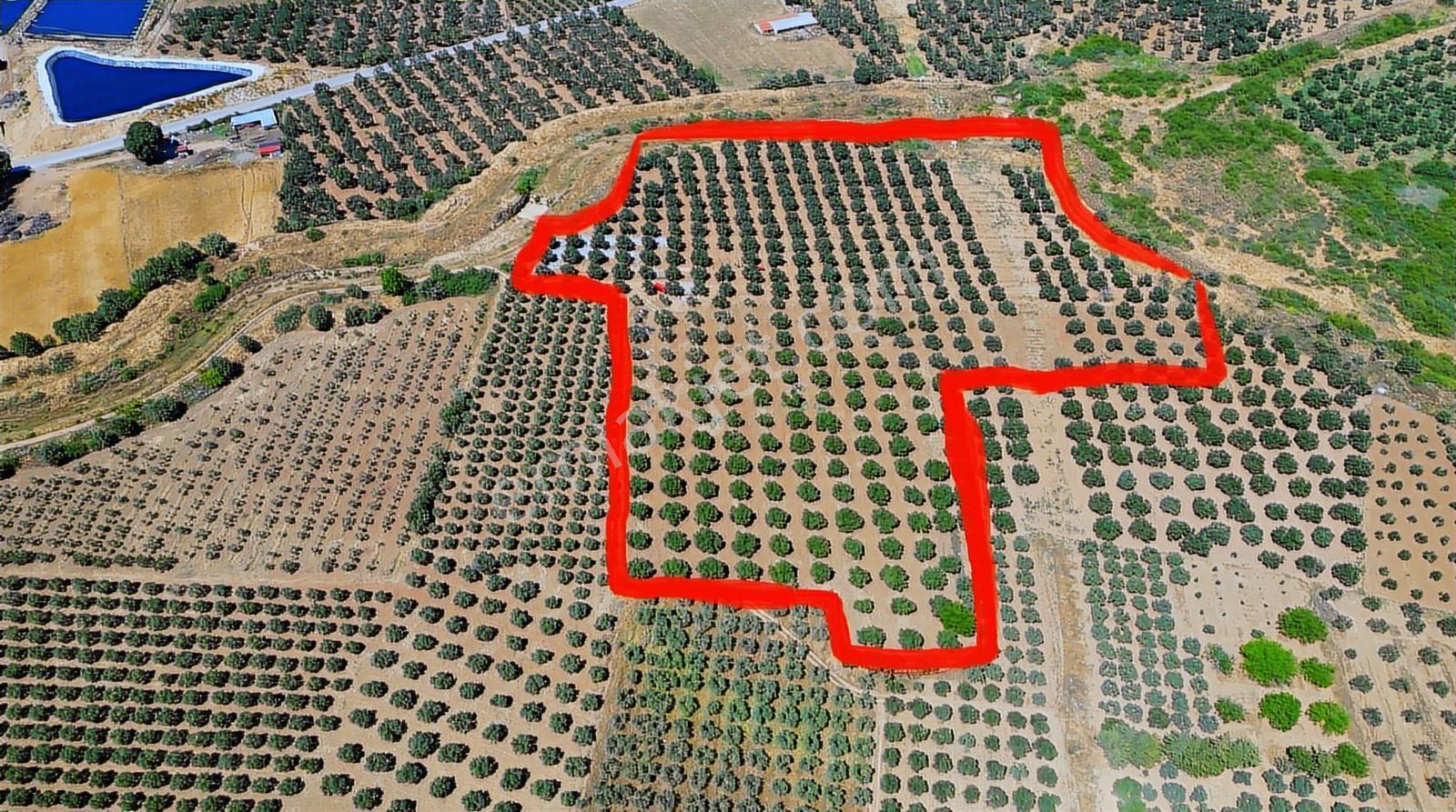 Remax Ayfer Sever'den Balıkesir Gömeç Satılık Zeytinlik - Görsel 7