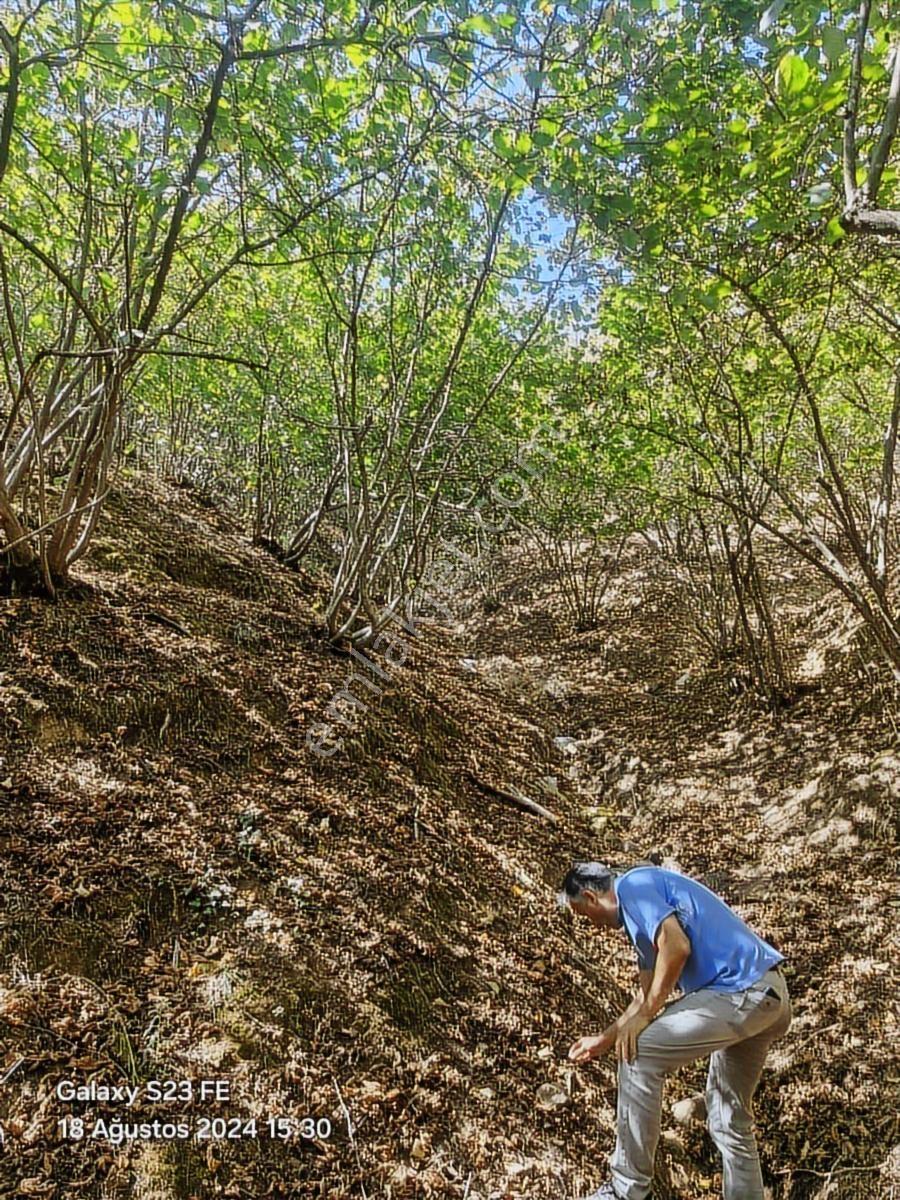 Sakarya Karasu Karapınar Köyü 2588 M Denize 5 Dk Araç Takaslı - Görsel 14