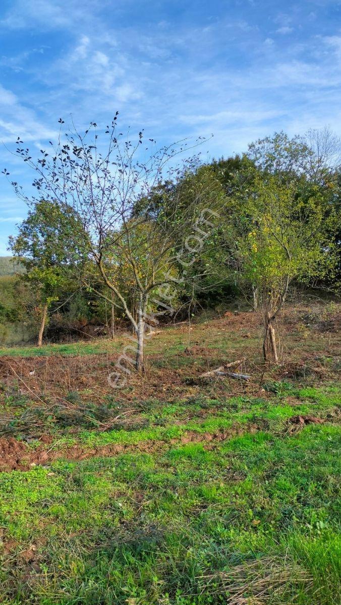 Şile Karabeyli Satılık 1117m2 Arsa (yola Cephe) - Görsel 21