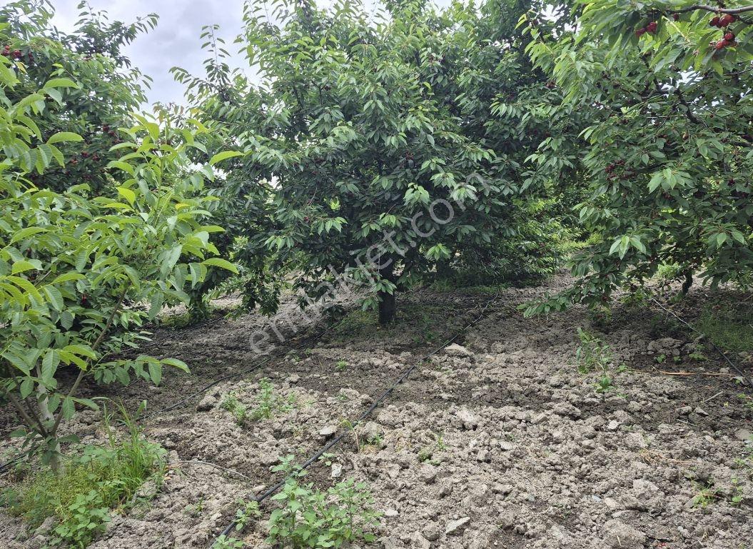 Amasya Merkez Sevincer Köyü Satılık Kirazlık - Görsel 12