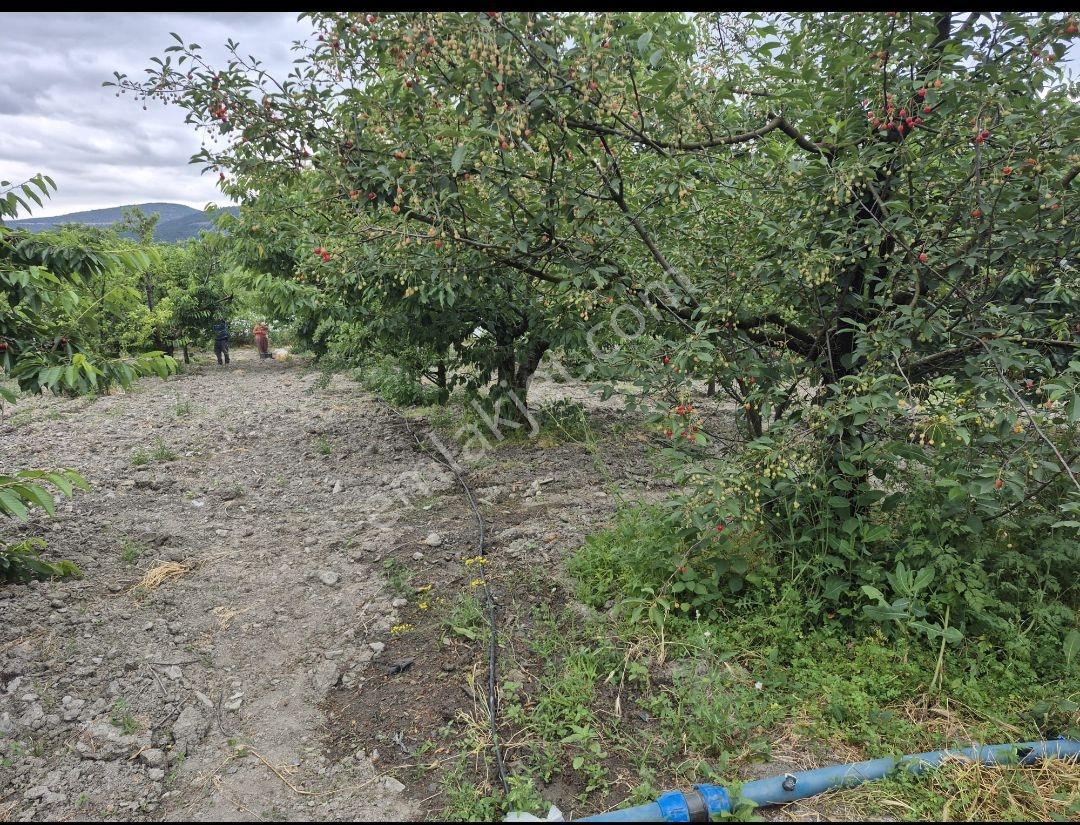 Amasya Merkez Sevincer Köyü Satılık Kirazlık - Görsel 20