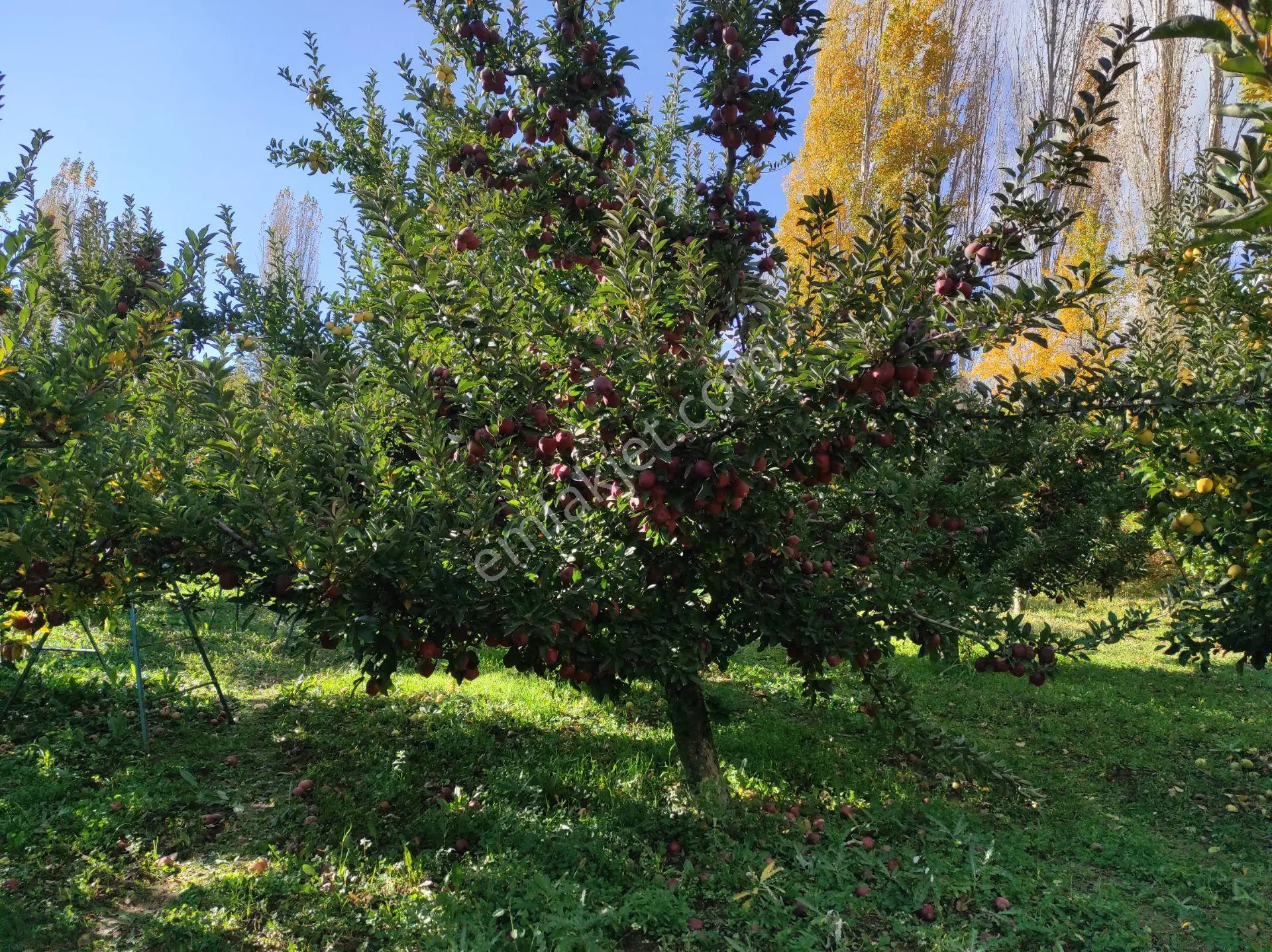 == Elma Bahçeleri== Isparta/aksu - Görsel 4