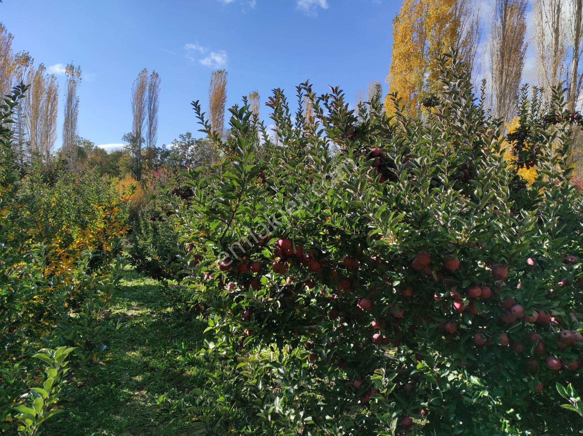 == Elma Bahçeleri== Isparta/aksu - Görsel 7