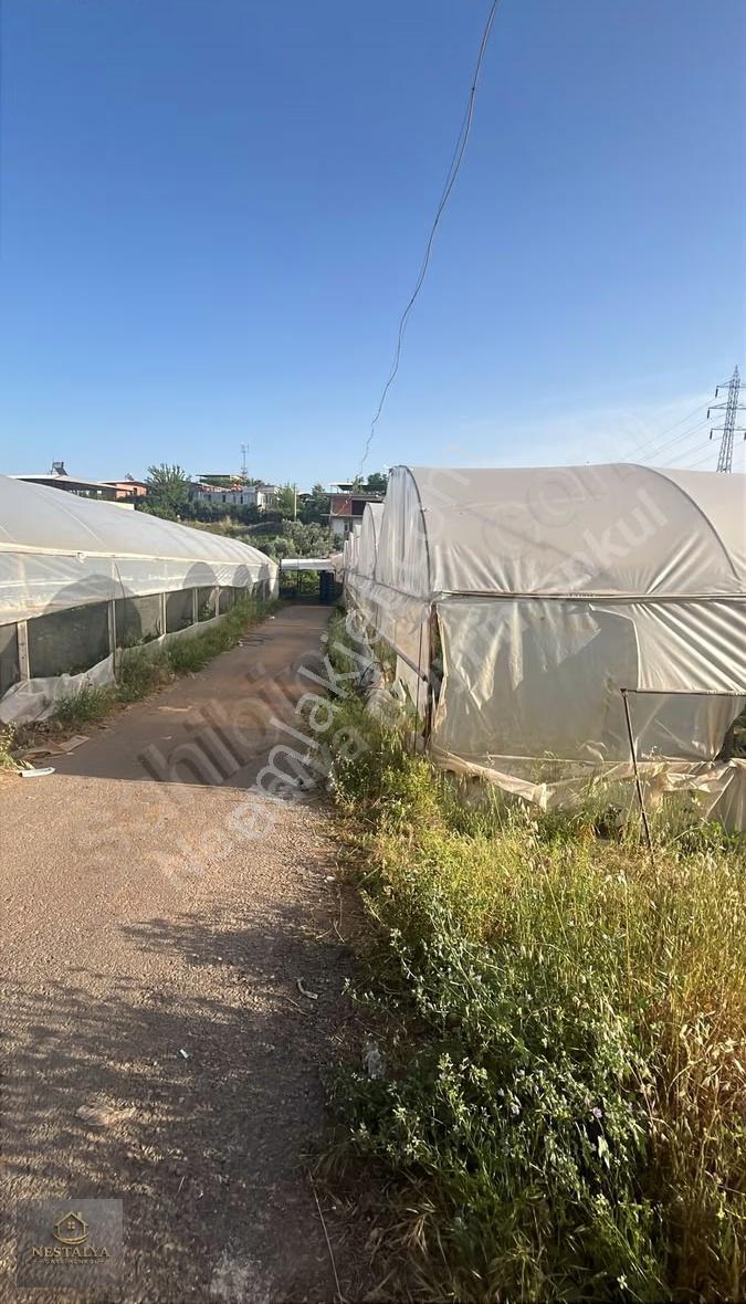 Aksu Çamköy Mah Satılık 4737,19 M2 Sera Ve Evi - Görsel 6