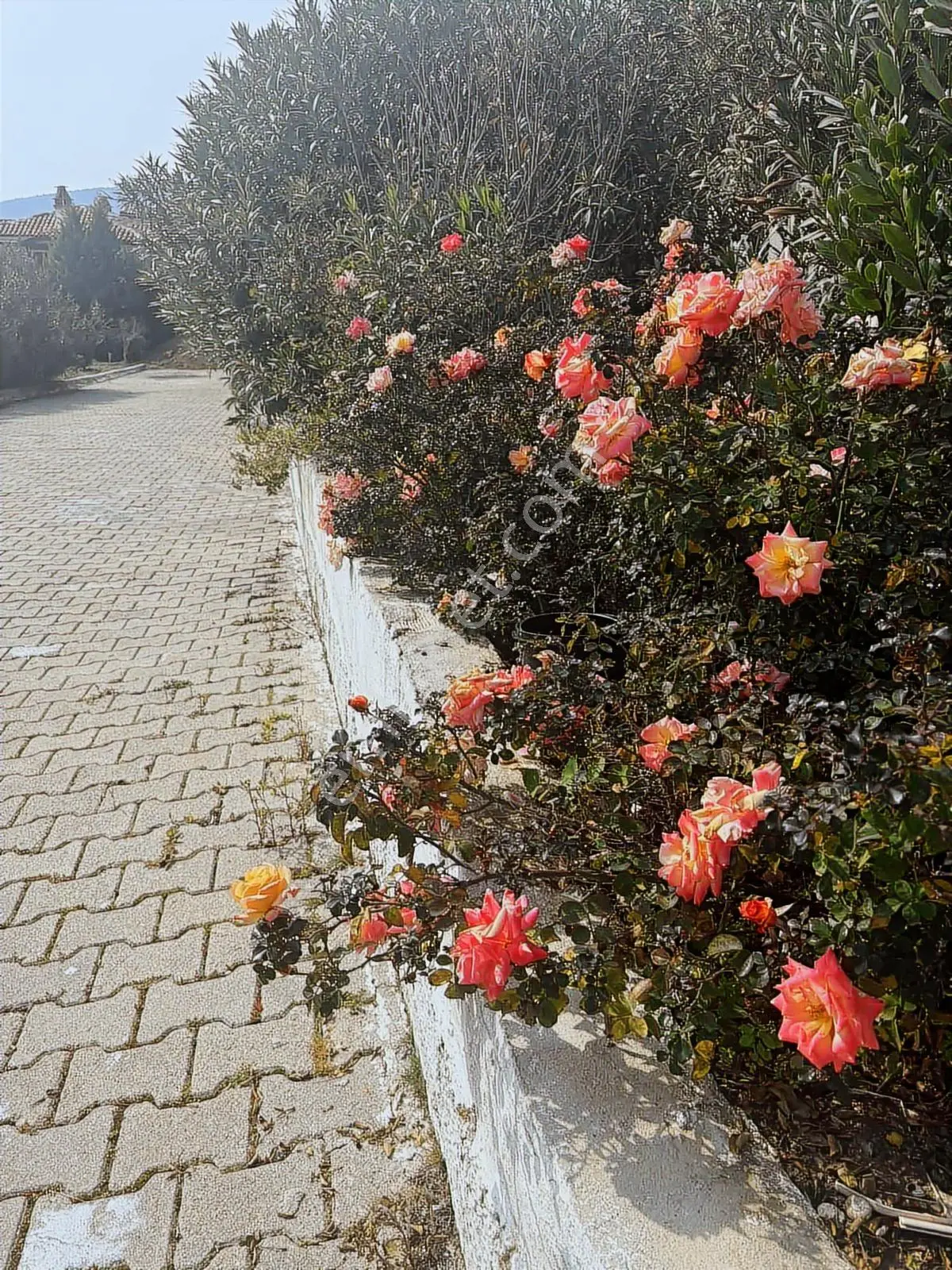 Kıyıkışlacık Tepeköy Tatil Sitesinde Açık Deniz Cepheli - Görsel 2