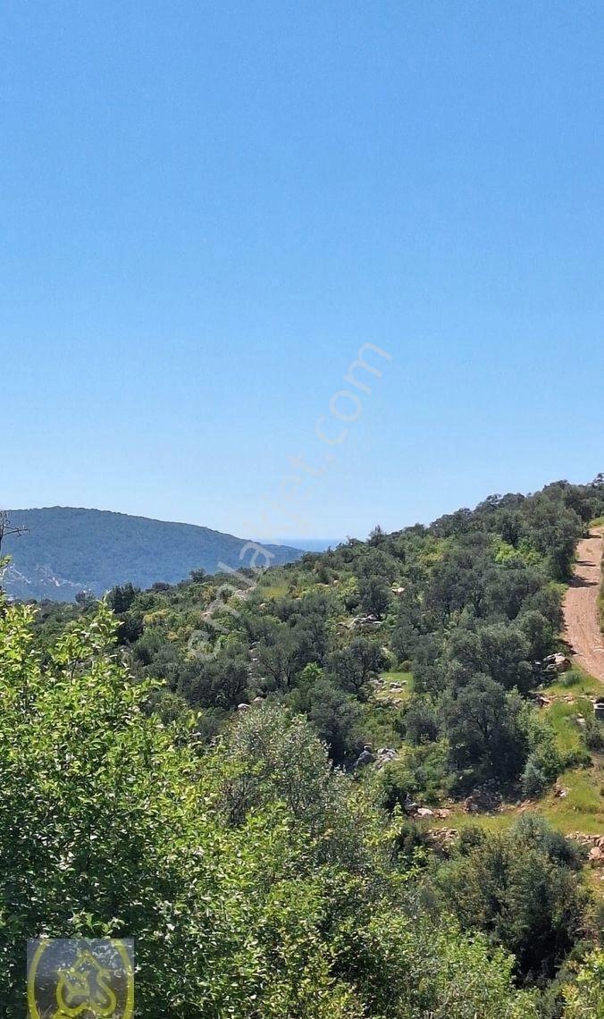 Eysu Karaca'dan Kaş İlçesinde Satılık Yatırımlık Zeytin Bahçesi.