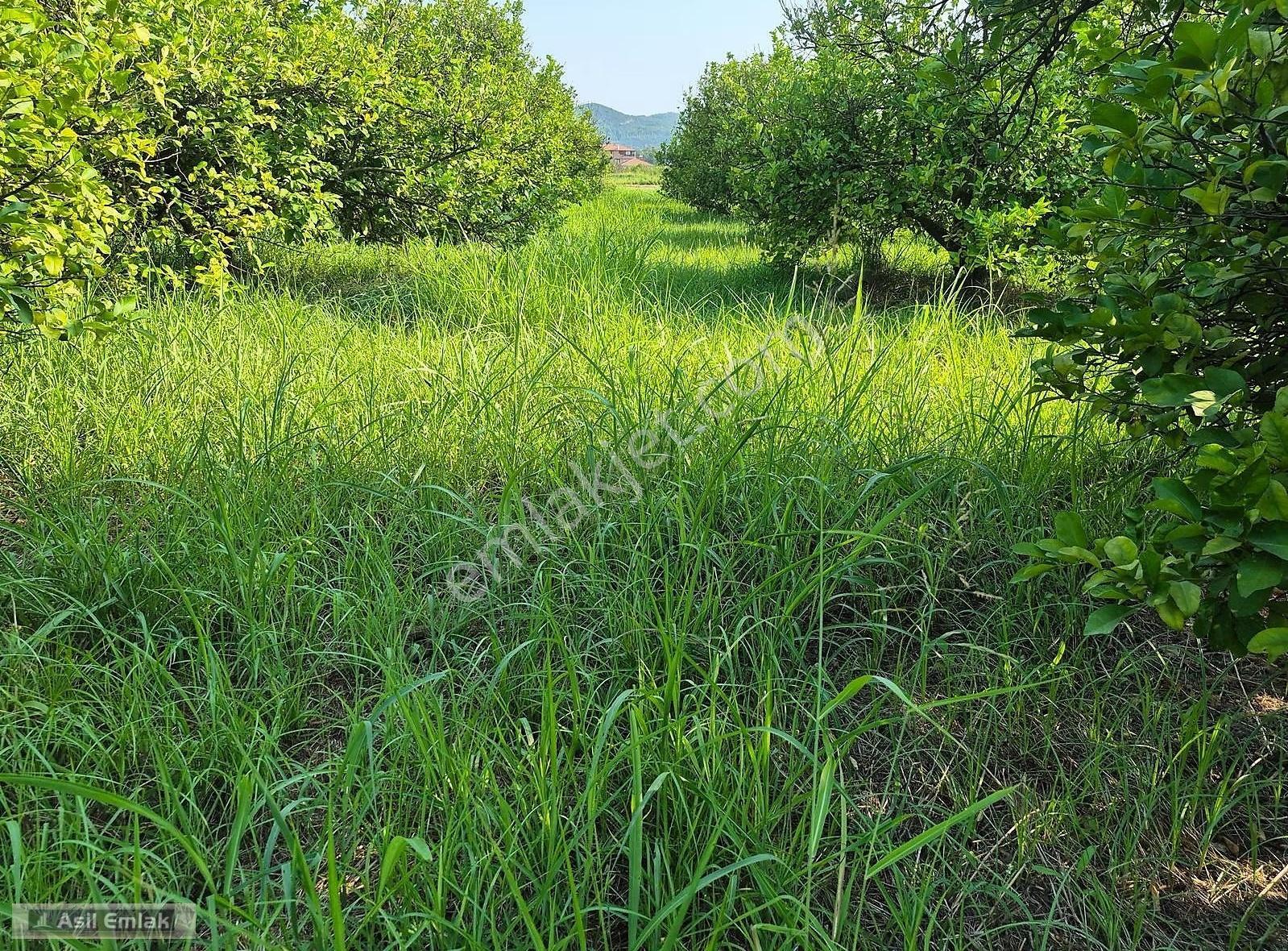 Ortaca Akıncı'da Satılık 3.127 M² Tarla - Yatırım Fırsatı - Görsel 15