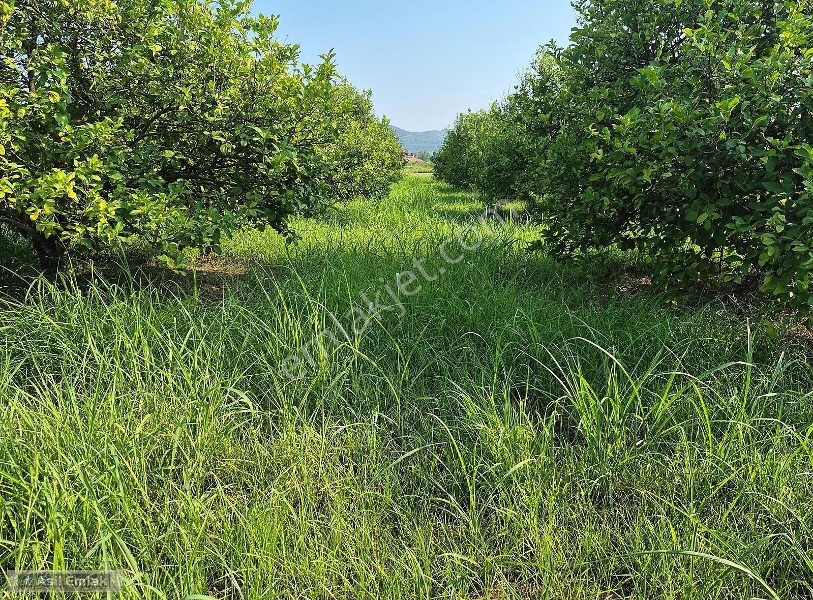Ortaca Akıncı'da Satılık 3.127 M² Tarla - Yatırım Fırsatı - Görsel 12