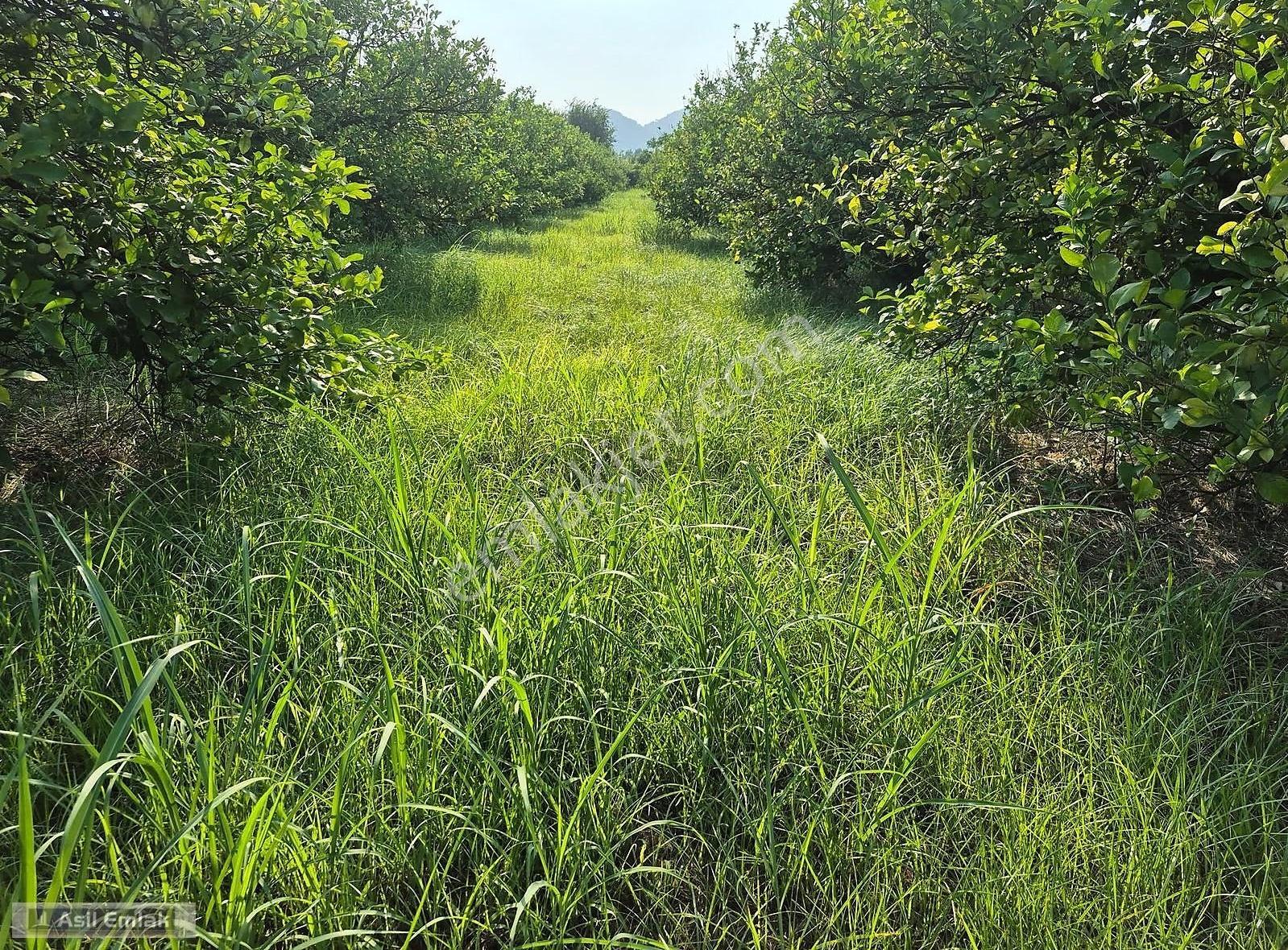 Ortaca Akıncı'da Satılık 3.127 M² Tarla - Yatırım Fırsatı - Görsel 14