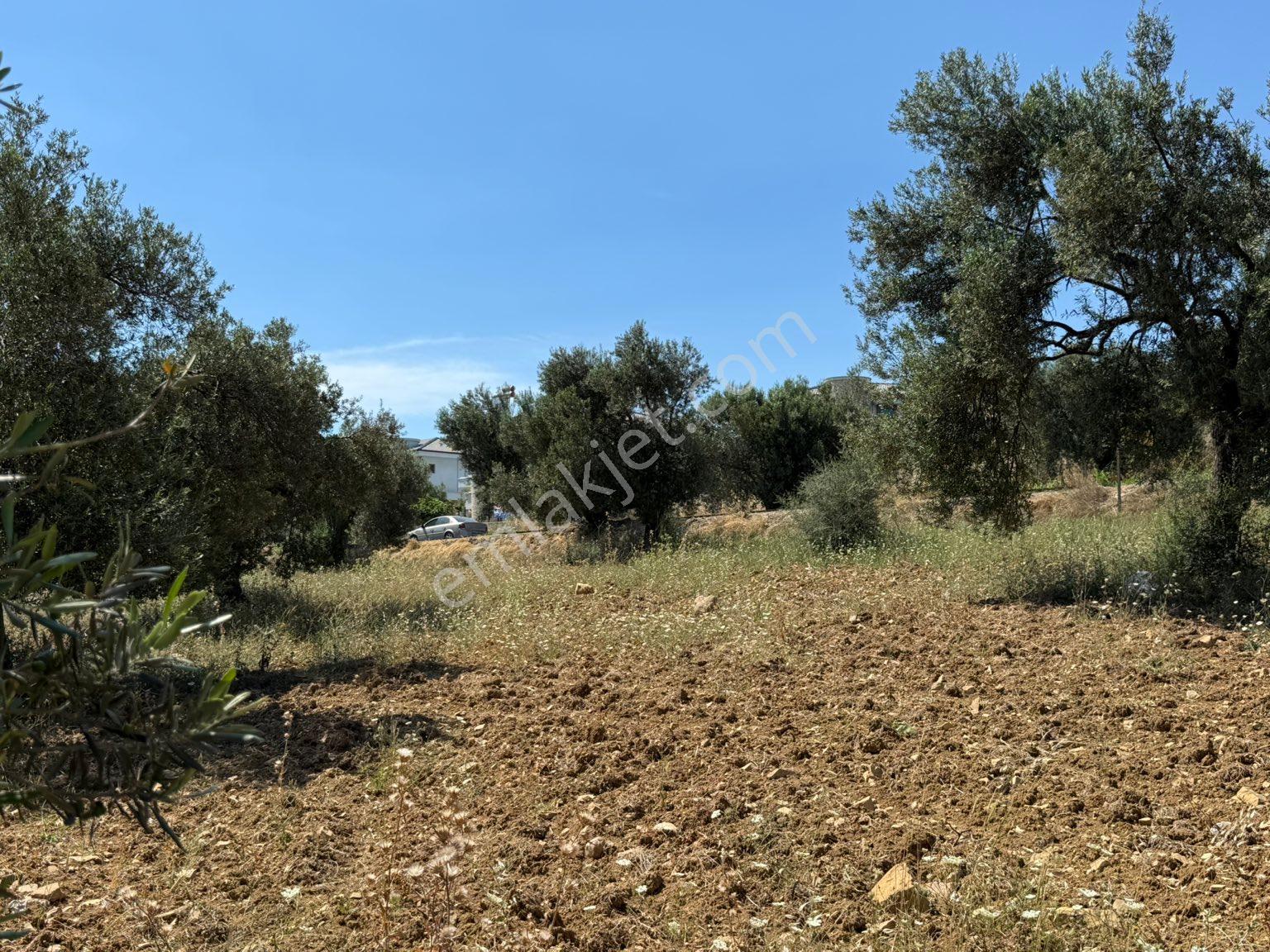 Artur Tatil Sitesine Komşu Eşsiz Fırsat Zeytinlik - Görsel 26