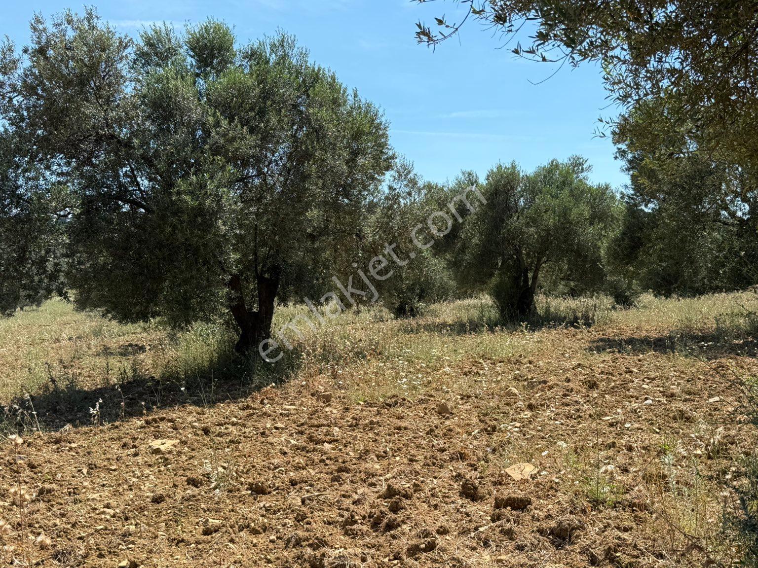 Artur Tatil Sitesine Komşu Eşsiz Fırsat Zeytinlik - Görsel 28