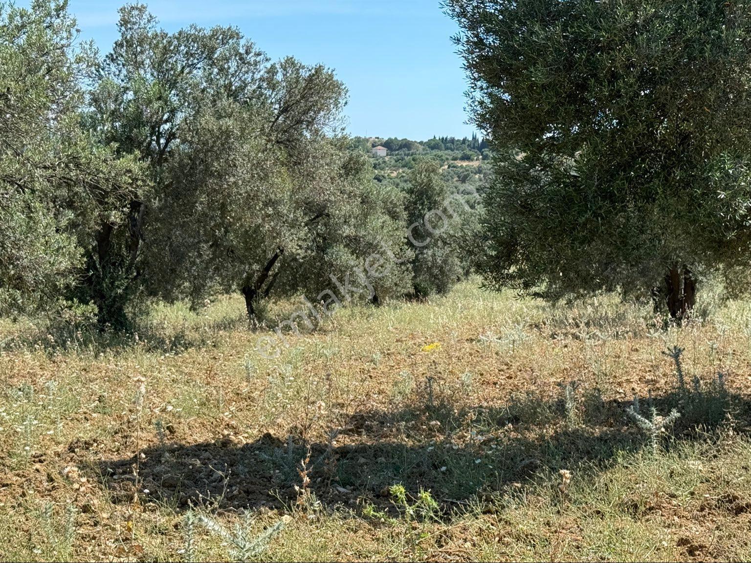 Artur Tatil Sitesine Komşu Eşsiz Fırsat Zeytinlik - Görsel 20