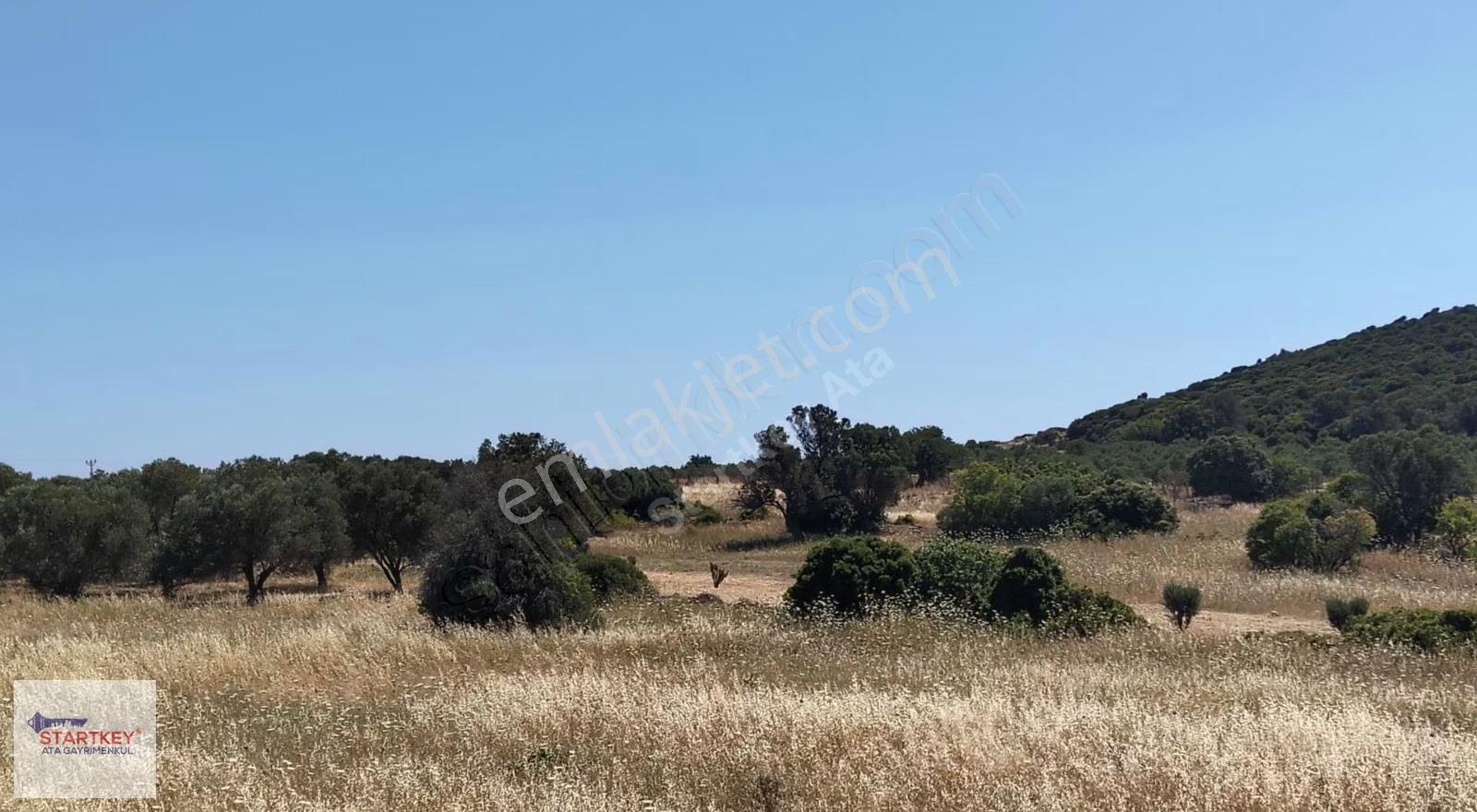 Karaburun Bozköy Alanbağ'nda Satılık Tarla