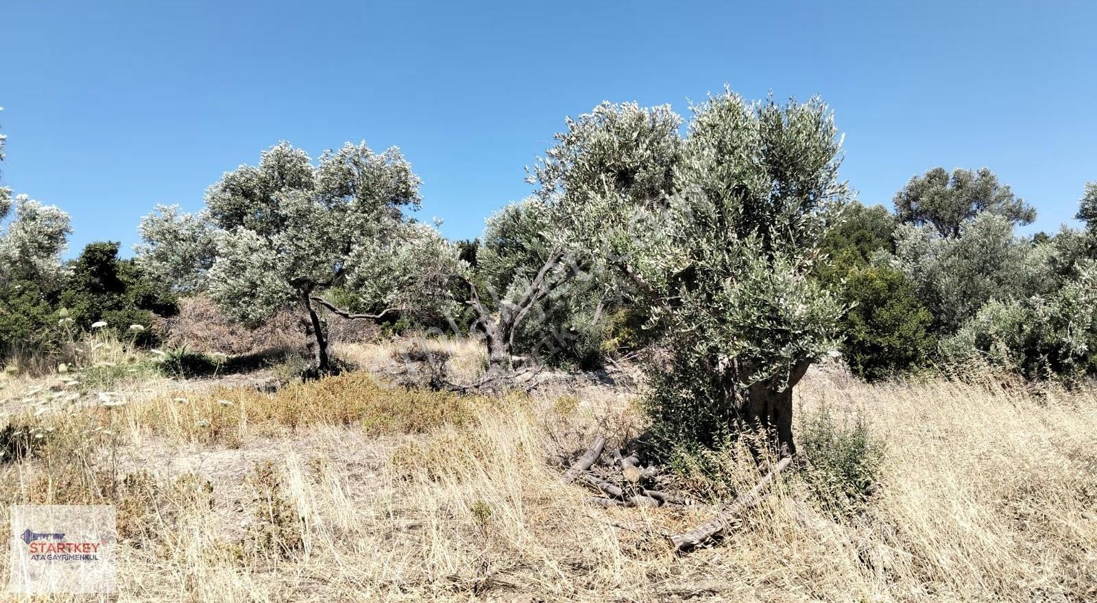 Karaburun Bozköy Alanbağ'nda Satılık Tarla - Görsel 5