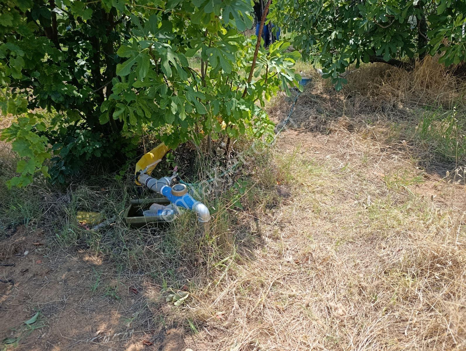 9.300m Yerleşim Alanı Na Yakın Tamamı Düz İncir Bahçesi