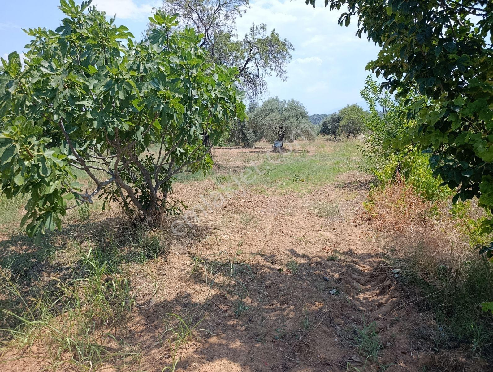 9.300m Yerleşim Alanı Na Yakın Tamamı Düz İncir Bahçesi - Görsel 8