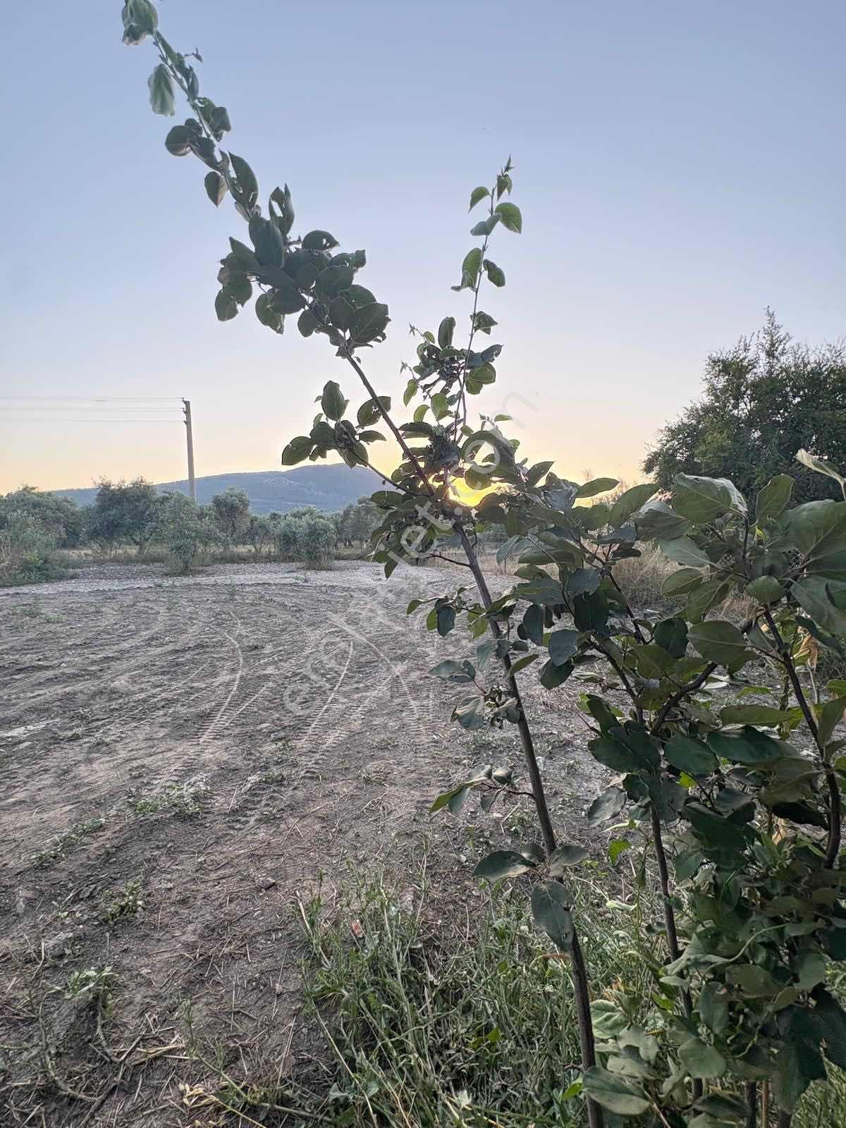 Muğla Menteşe Yeşilyurt Mah. Satılık Ev Ve 3.228 M2 Arazi - Görsel 33