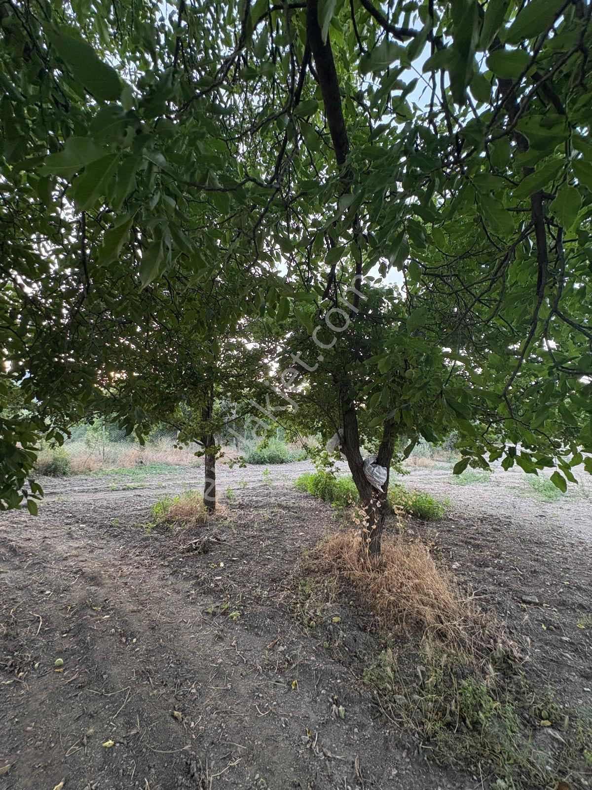 Muğla Menteşe Yeşilyurt Mah. Satılık Ev Ve 3.228 M2 Arazi - Görsel 18