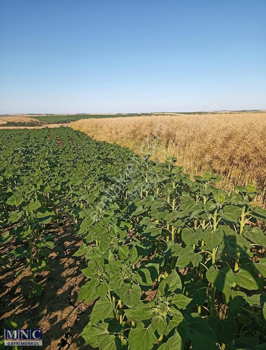 Tekirdağ Süleymanpaşa Karacakılavuz 2500 M2 Tarla - Görsel 3