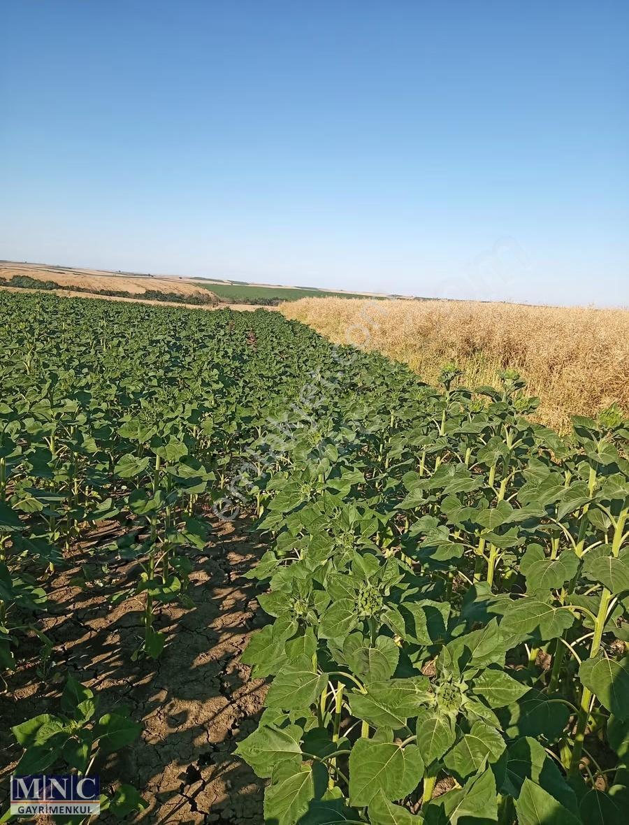 Tekirdağ Süleymanpaşa Karacakılavuz 2500 M2 Tarla - Görsel 4