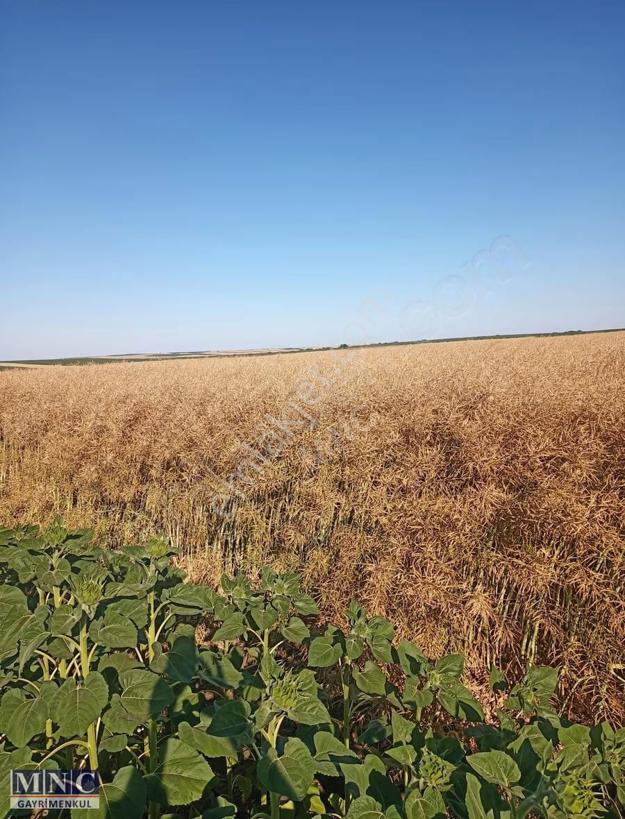 Tekirdağ Süleymanpaşa Karacakılavuz 2500 M2 Tarla - Görsel 5