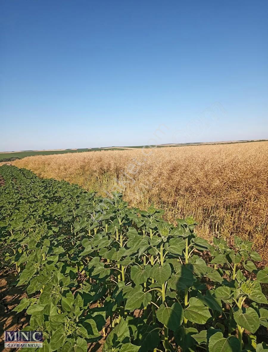 Tekirdağ Süleymanpaşa Karacakılavuz 2500 M2 Tarla