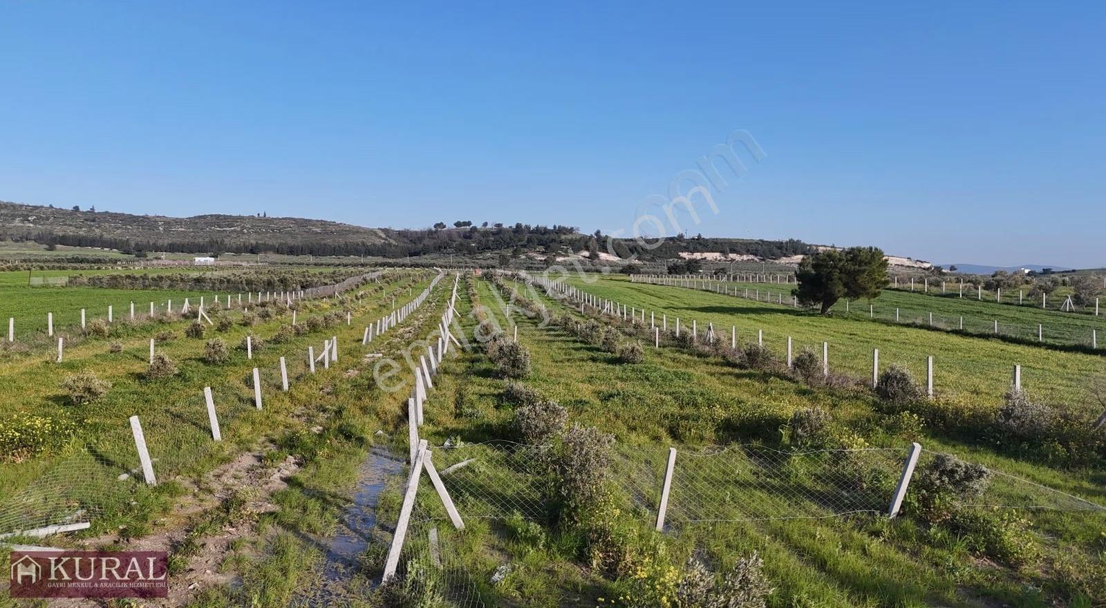 İzmir Menderes Tekeli 2 Ada 1 Parselde 30 Zeytin Ağaçlı 610m2 - Görsel 18