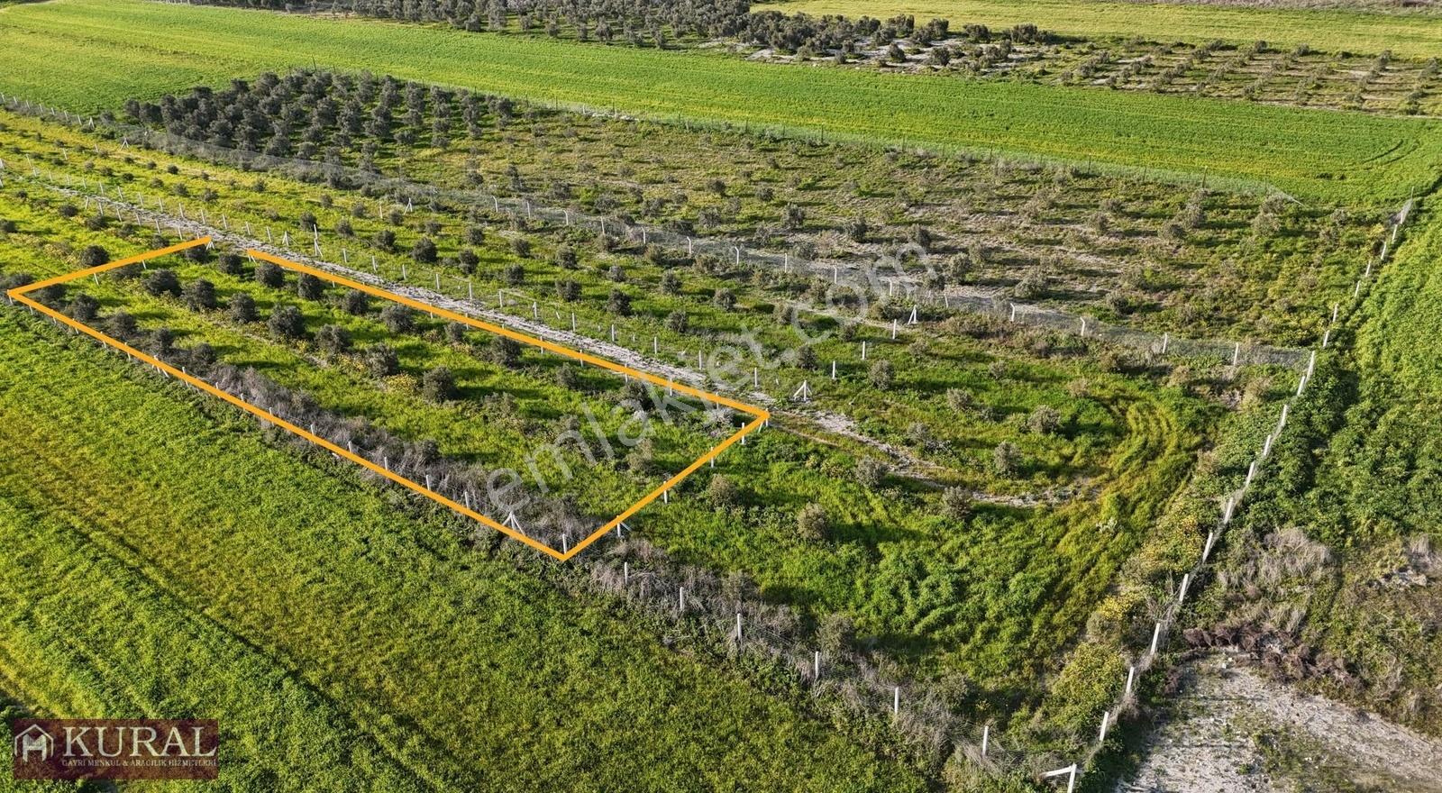 İzmir Menderes Tekeli 2 Ada 1 Parselde 30 Zeytin Ağaçlı 610m2 - Görsel 3