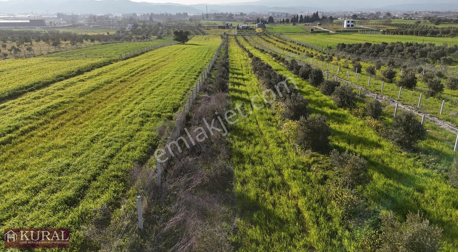 İzmir Menderes Tekeli 2 Ada 1 Parselde 30 Zeytin Ağaçlı 610m2 - Görsel 24