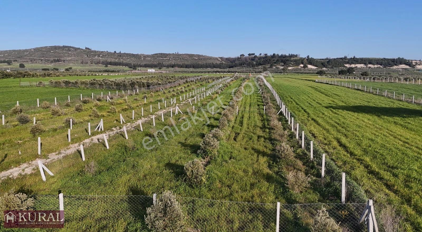 İzmir Menderes Tekeli 2 Ada 1 Parselde 30 Zeytin Ağaçlı 610m2 - Görsel 2