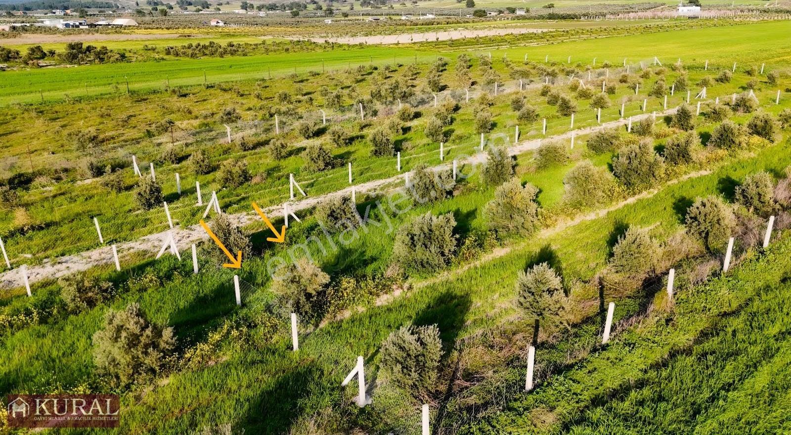 İzmir Menderes Tekeli 2 Ada 1 Parselde 30 Zeytin Ağaçlı 610m2 - Görsel 5