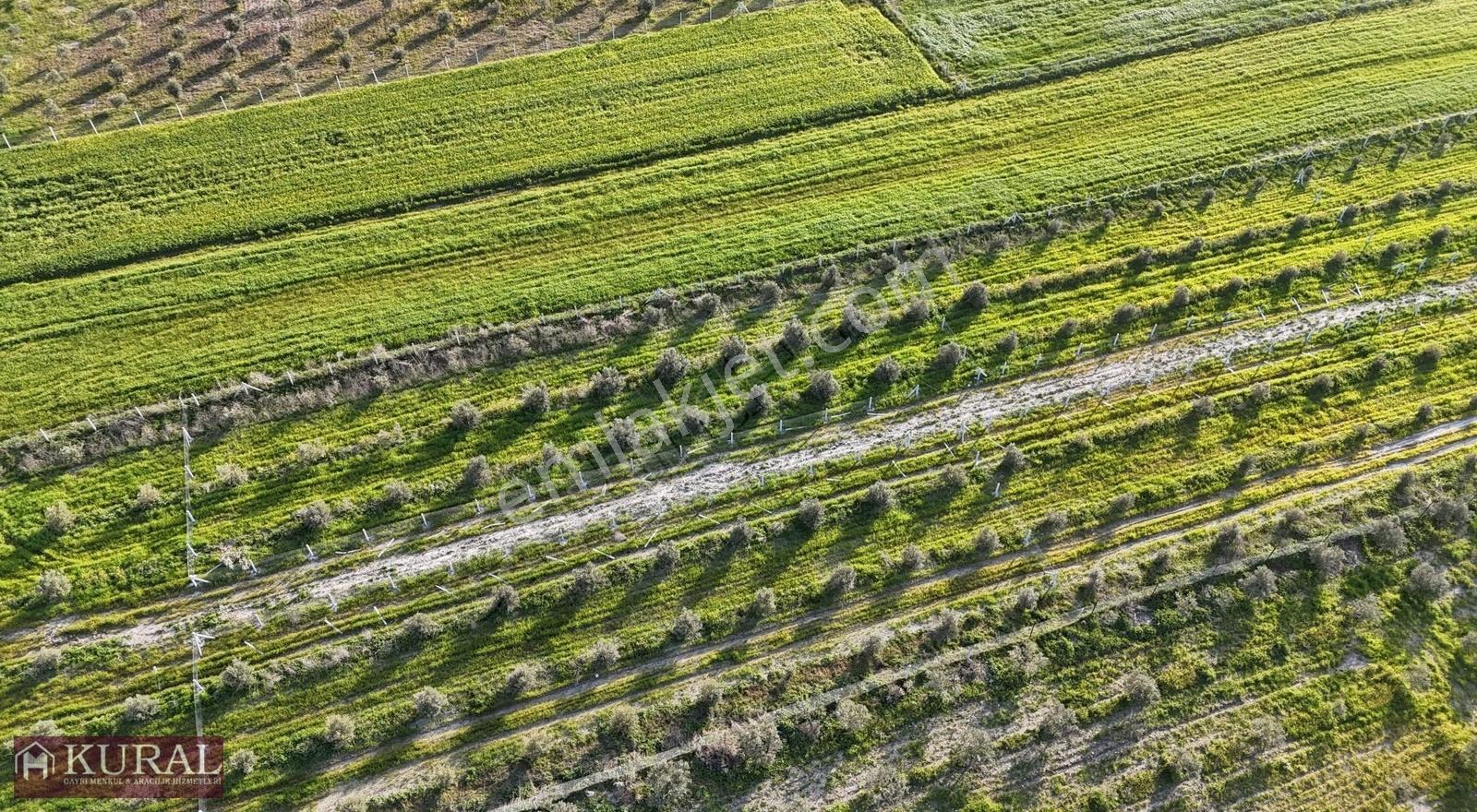 İzmir Menderes Tekeli 2 Ada 1 Parselde 30 Zeytin Ağaçlı 610m2 - Görsel 23