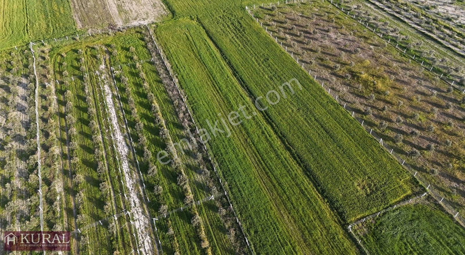 İzmir Menderes Tekeli 2 Ada 1 Parselde 30 Zeytin Ağaçlı 610m2 - Görsel 26