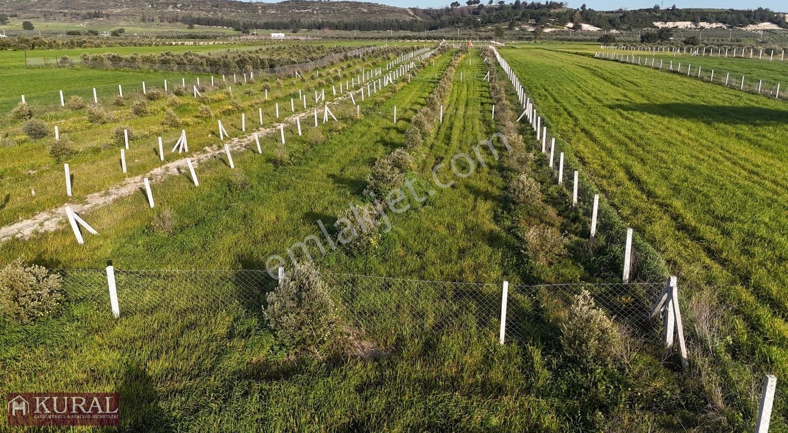 İzmir Menderes Tekeli 2 Ada 1 Parselde 30 Zeytin Ağaçlı 610m2 - Görsel 16