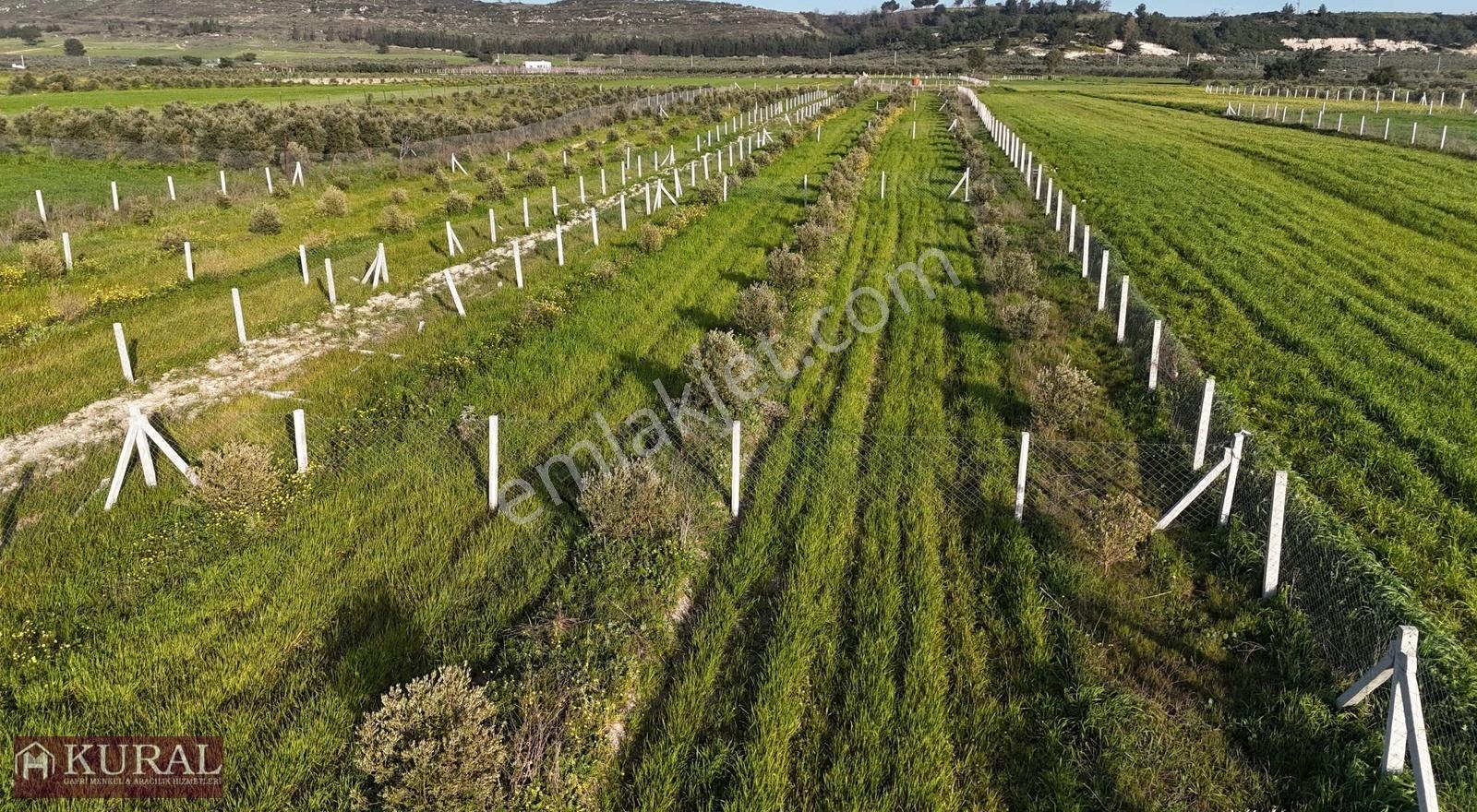 İzmir Menderes Tekeli 2 Ada 1 Parselde 30 Zeytin Ağaçlı 610m2 - Görsel 6