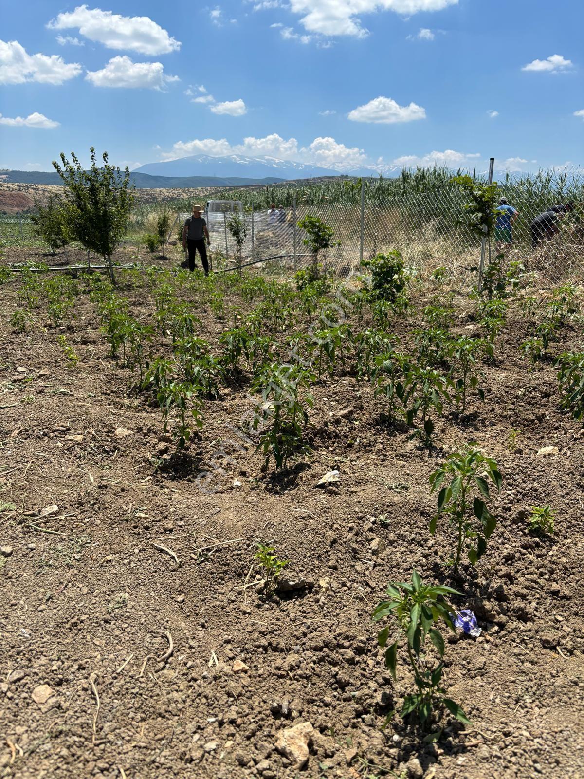 Bursa Yenişehir Marmaracıkgöl De 652 M2 Meyve Bahçesi - Görsel 6