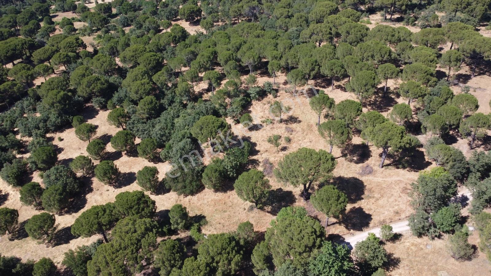 Pinus Gayrimenkul'den//kozak Merkezinde Müstakil Fırsat Arazi