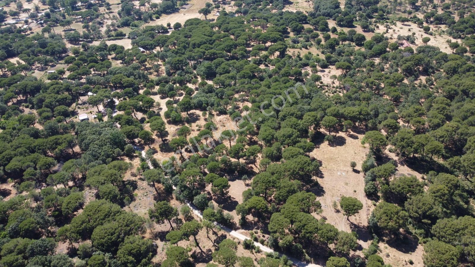 Pinus Gayrimenkul'den//kozak Yukarıbey'de 4.016 M² Müstakil Bağ