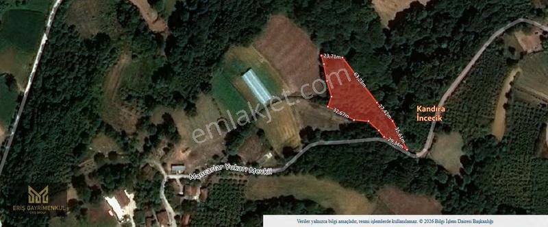 Kandıra Mancarlar Köyünde 3450 M2 Resmi Yollu Fındıklık - Görsel 3