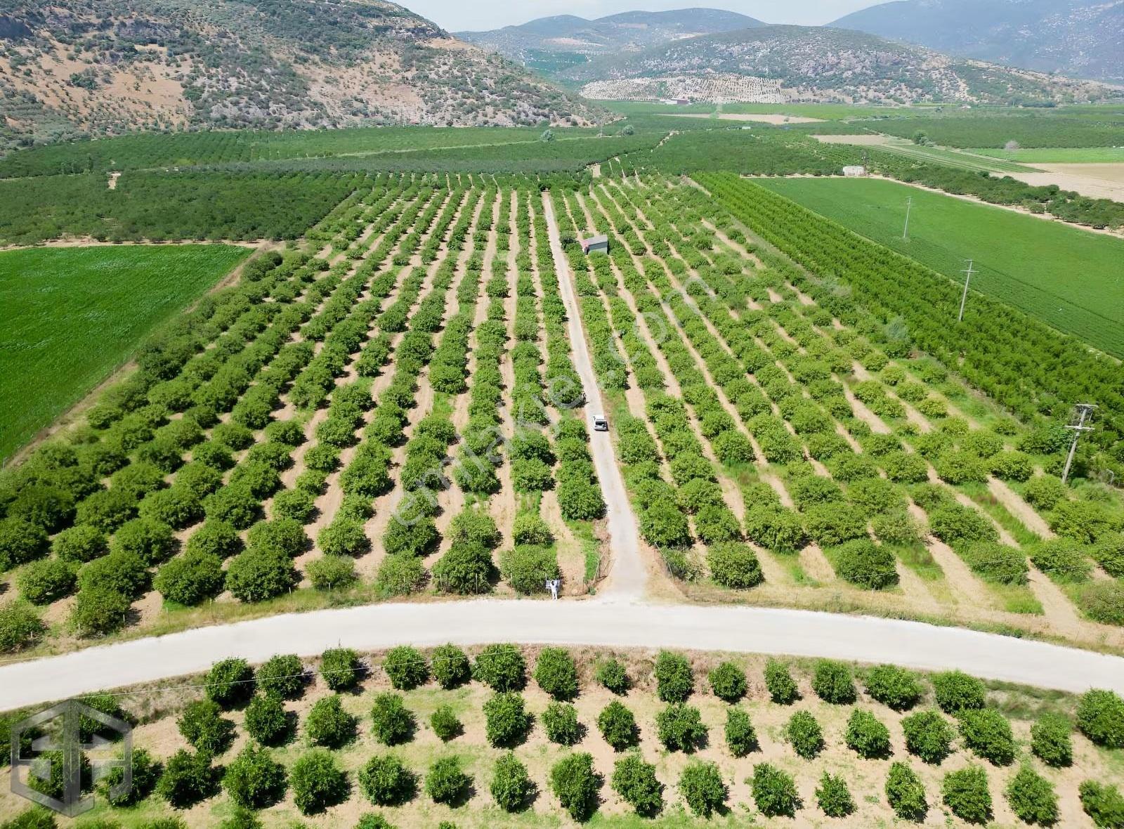 İzmir Selçukta Kadastral Yola Cephe 42.000 M² Mandalina Bahçesi - Görsel 31