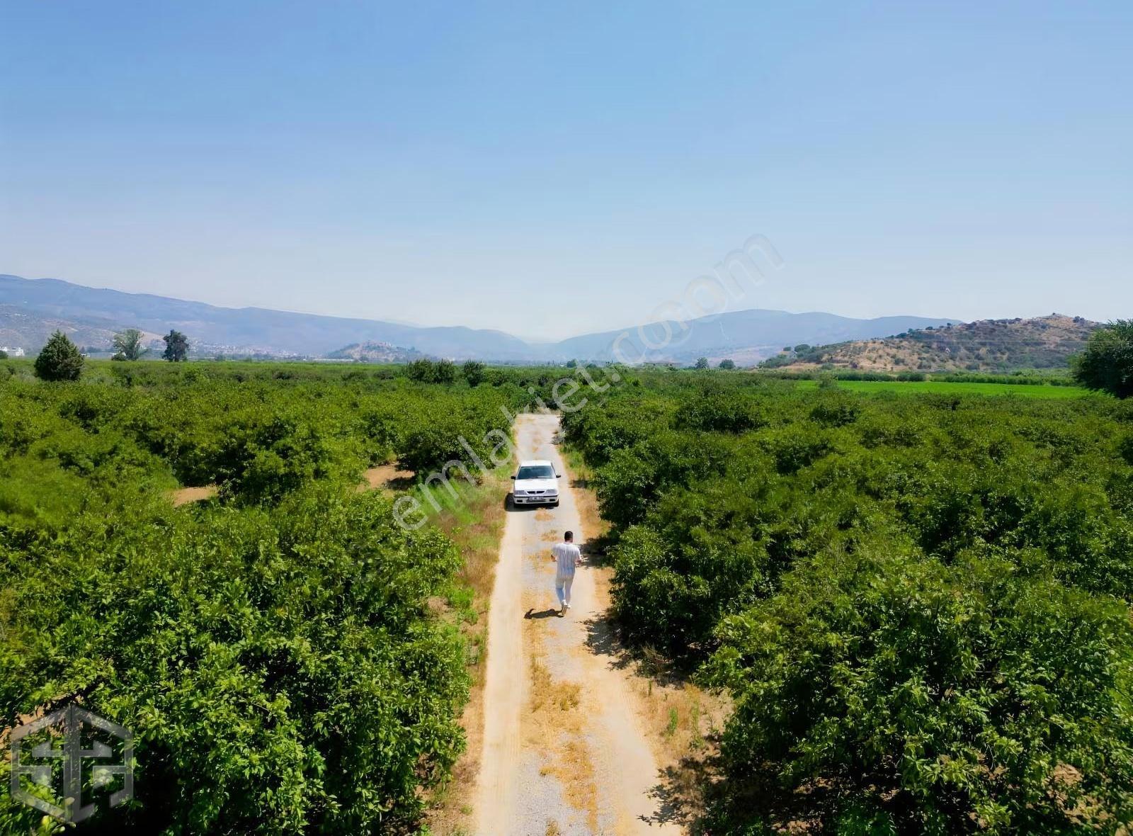 İzmir Selçukta Kadastral Yola Cephe 42.000 M² Mandalina Bahçesi - Görsel 9