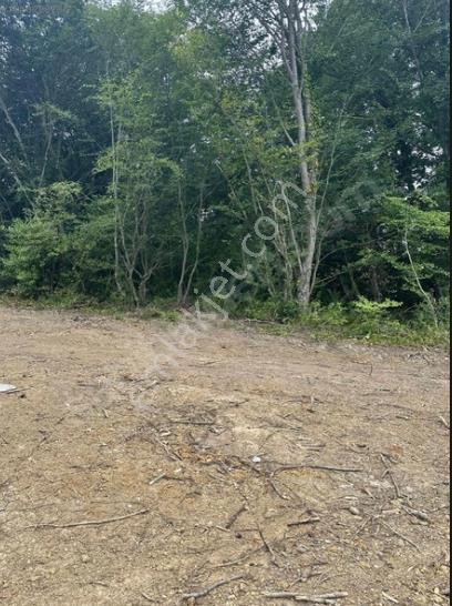 Sinop Merkez Osmaniye Deniz Manzaralı Tek Tapu Arsa - Görsel 12
