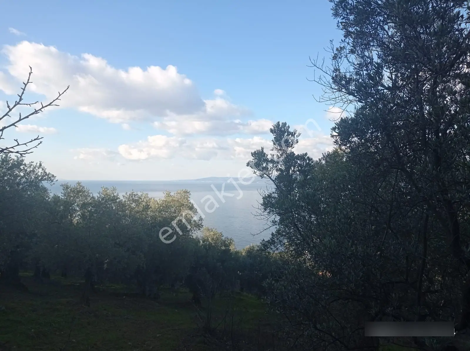 Mudanya Altıntaş Mah. Full Deniz Manzaralı Zeytinlik - Görsel 3