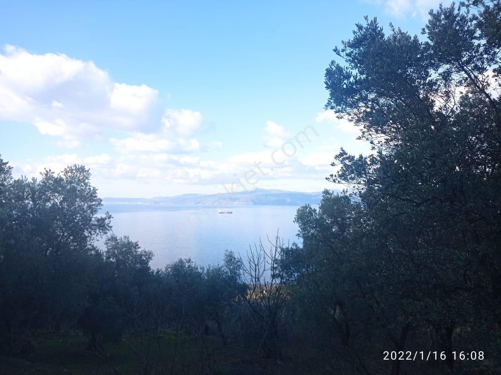 Mudanya Altıntaş Mah. Full Deniz Manzaralı Zeytinlik - Görsel 2