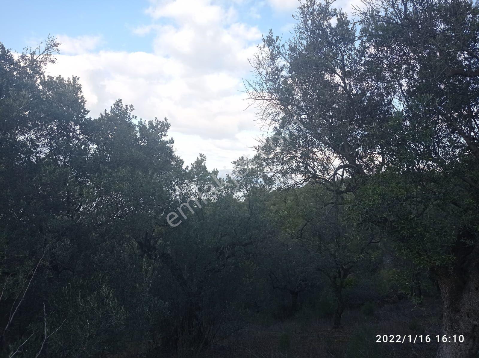 Mudanya Altıntaş Mah. Full Deniz Manzaralı Zeytinlik - Görsel 7